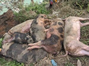 अफ्रिकन स्वाईन फिवरका कारण वंगुरका गोठ रित्तिन थाले : लाखौं नोक्सानी, किसानहरू चिन्तित