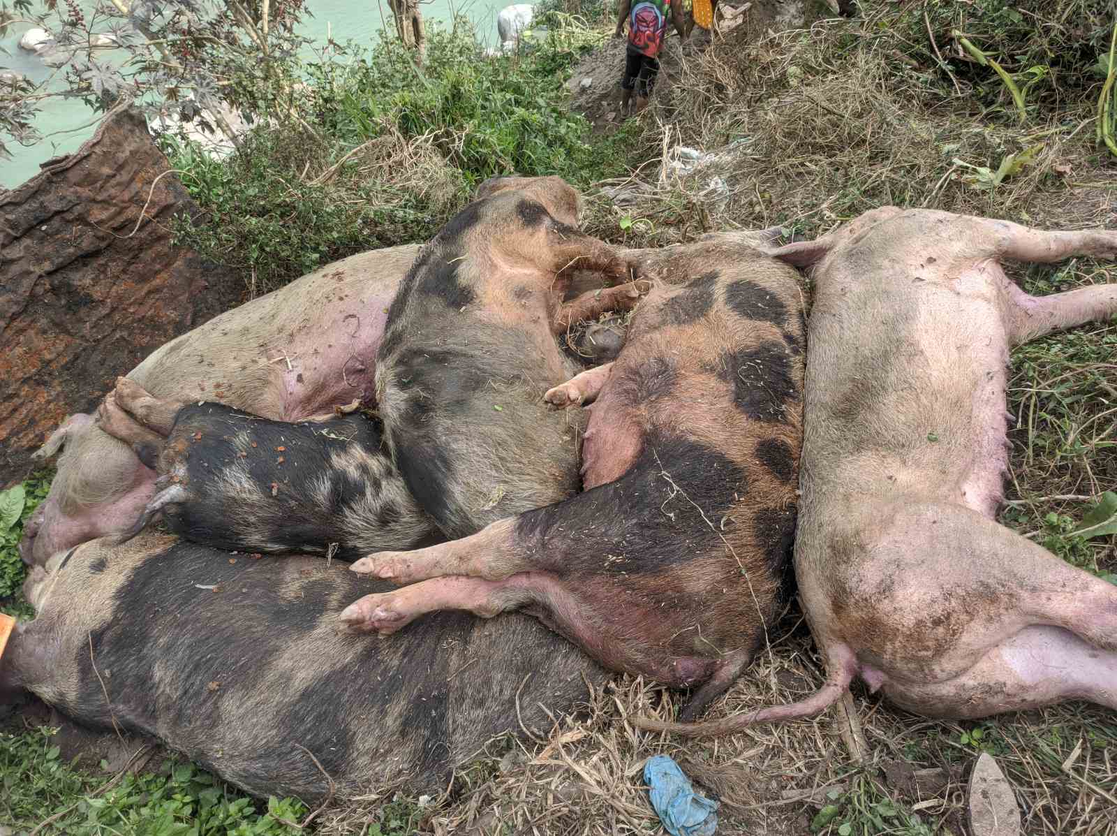 अफ्रिकन स्वाईन फिवरका कारण वंगुरका गोठ रित्तिन थाले : लाखौं नोक्सानी, किसानहरू चिन्तित