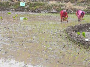 सुन्दरबजार नगरपालिका– ४ स्थित सत्रसय फाँटमा चैते धान रोप्ने चटारो