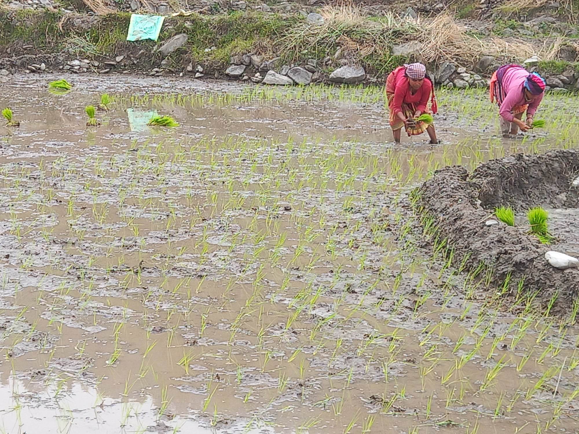 सुन्दरबजार नगरपालिका– ४ स्थित सत्रसय फाँटमा चैते धान रोप्ने चटारो