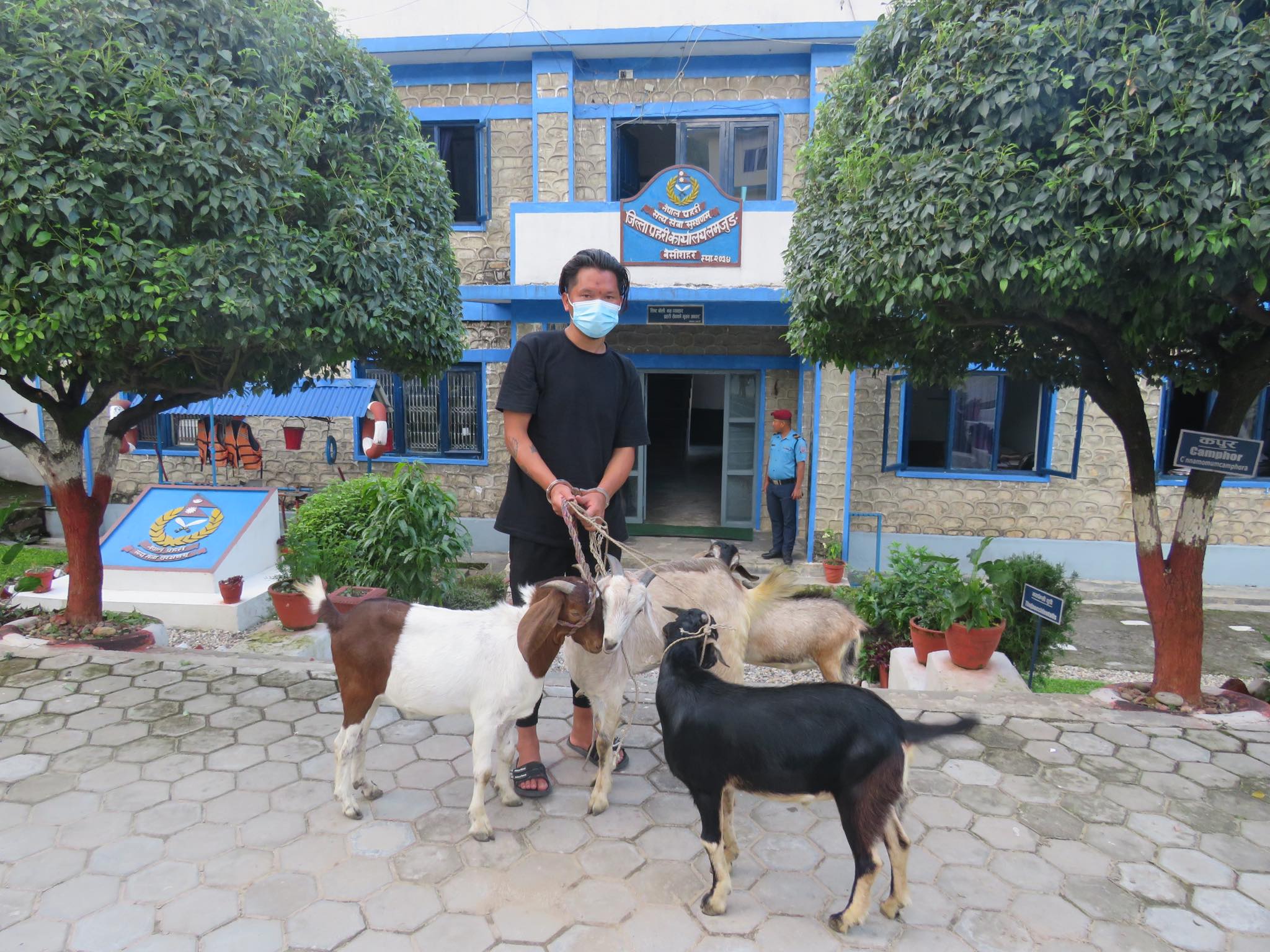 तीन घरबाट चारवटा खसीहरू चोरी गर्ने एक व्यक्ति प्रहरी फन्दामा