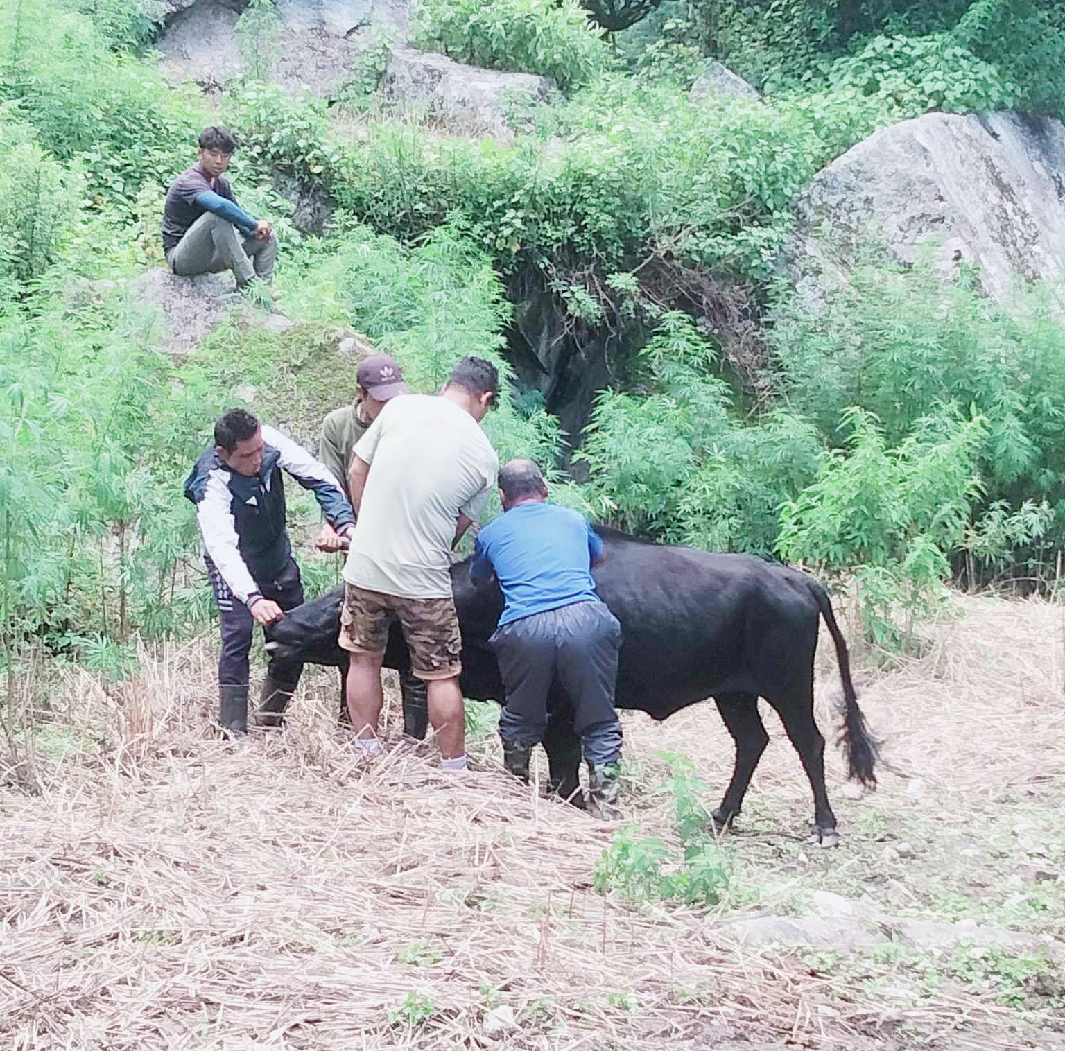 मनाङमा पनि छिर्यो लम्पी स्किन, जम्मा ११ चौपायामा संक्रमण पुष्टि, याक चौरी सुरक्षित