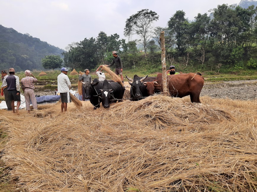 प्रविधिको विकाससंगै दाइँ हाल्ने परम्परा संकटमा