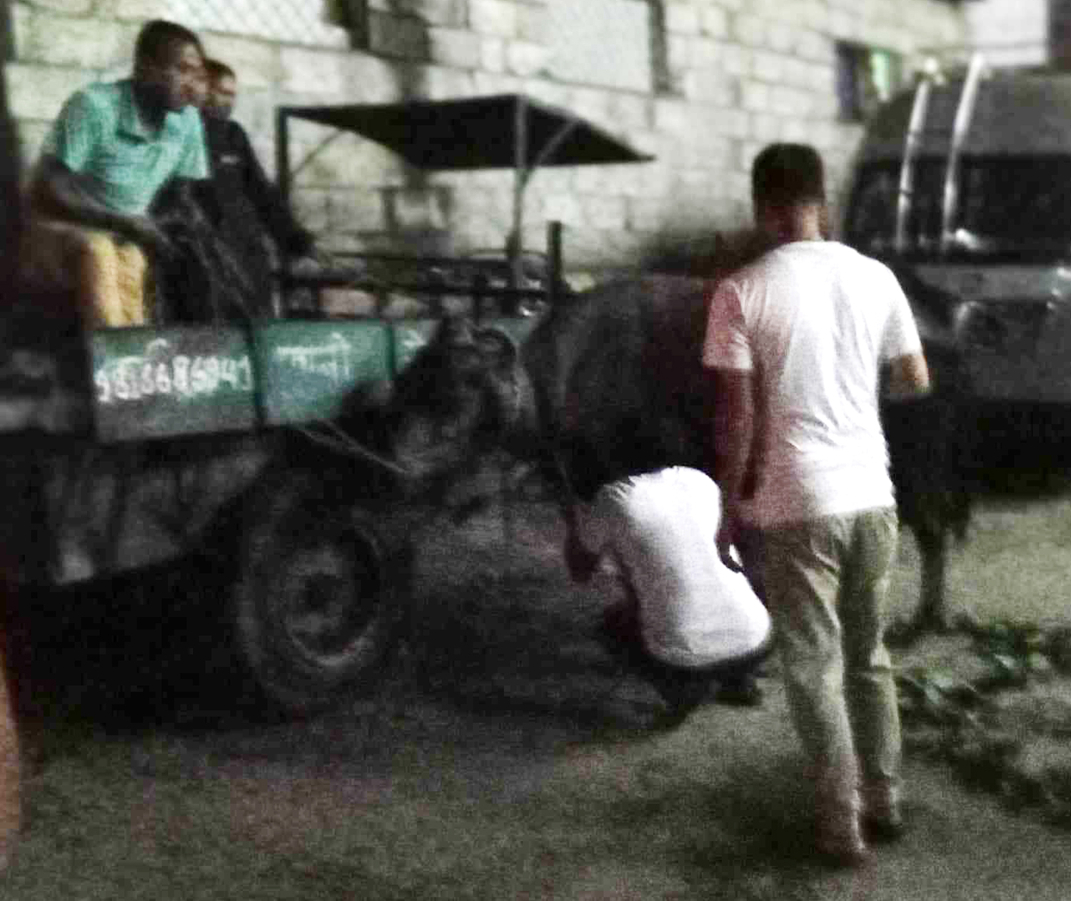 भैंसी बिच्कदा आतंक : बन्थोकबाट फुत्केर भागेको भैंसी झ्याङ खोलामा नियन्त्रणमा