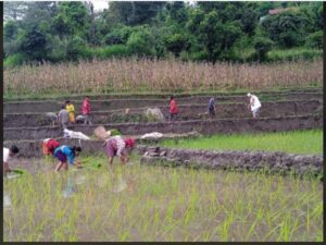 गुरुकुल आश्रममा आवासीय विद्यार्थीहरूका लागि १५ रोपनी जमिनमा एकलाख बढीको श्रमदानबाट धान रोपाई