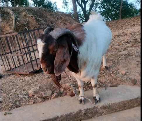 भागिरथी सामाजिक उद्यमी महिला सहकारी संस्थाद्वारा सेयर सदस्यहरूले पालेका एक सय बढी खसी बोका काठमाडौं पुर्याइयो