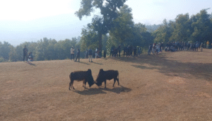 पुसे पन्ध्रमा लमजुङको देवभूमि युवा क्लवद्वारा तेस्रो गोरु जुधाई प्रतियोगिता सञ्चालन, सुन्दरबजार नगरपालिका– ११ का राजु दुराको गोरु पहिलो बन्यो