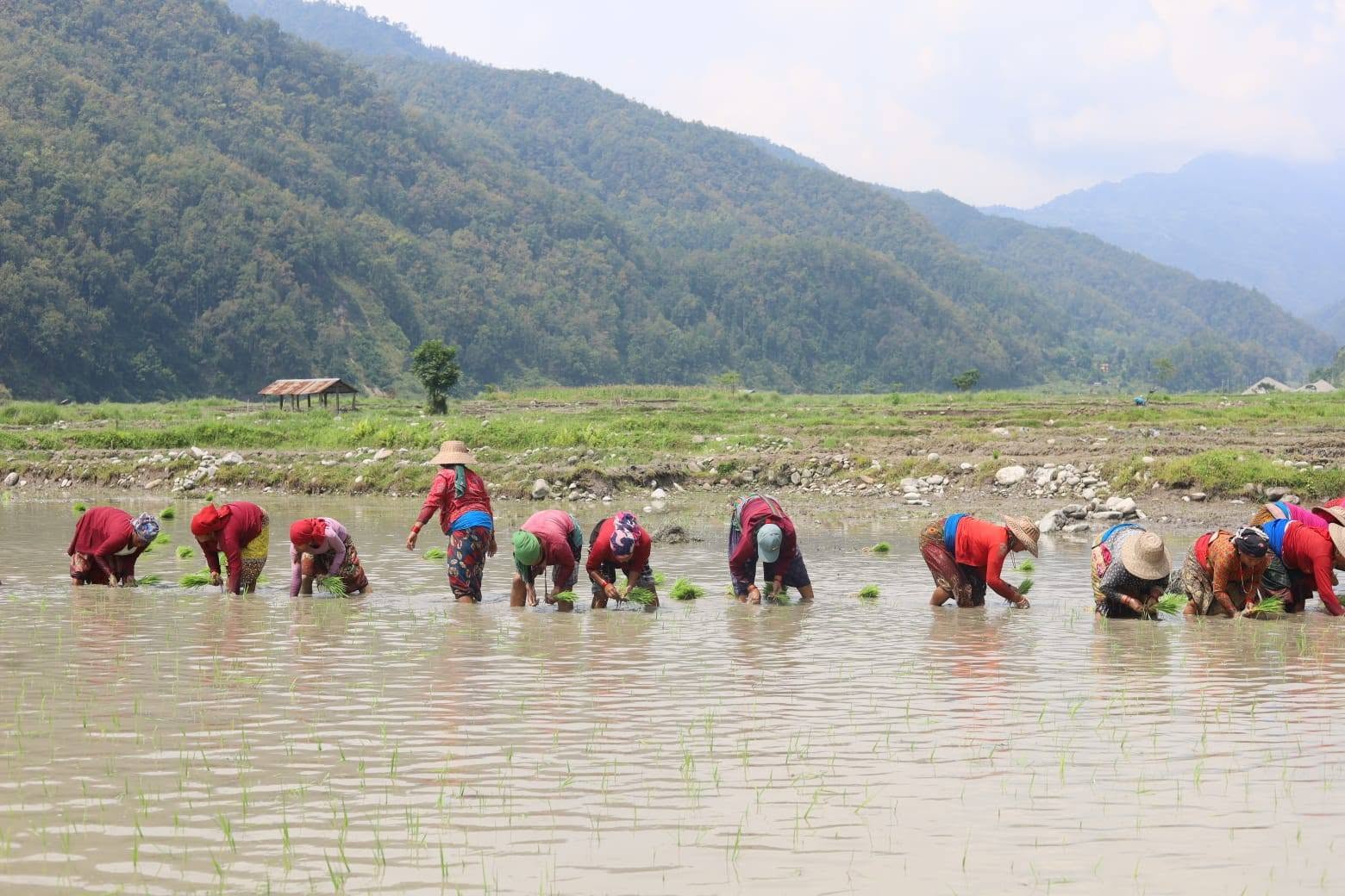 आज असार १५, पूर्णिमा तिथि : राष्ट्रिय धान दिवसका कारण अझेलमा