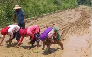 वर्षौंदेखि निर्माण अलपत्र सडकमा स्थानीयले धान रोपेर गरे विरोध