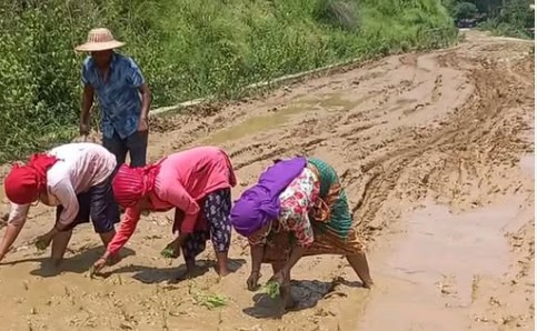 वर्षौंदेखि निर्माण अलपत्र सडकमा स्थानीयले धान रोपेर गरे विरोध