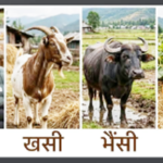 म, खशी, भैंसी र फर्सी !